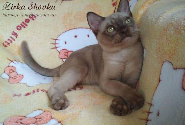 Котенок котик бурма американская Zirka Shovku Amadey