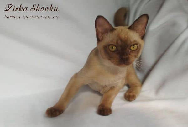 Котенок котик бурма американская Zirka Shovku Armani