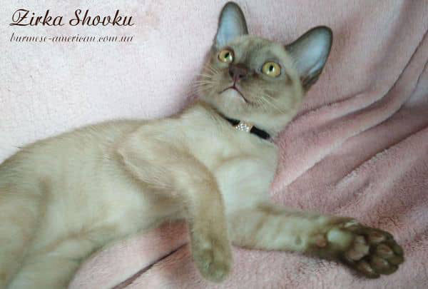 Котенок котик бурма американская Zirka Shovku Bacardi
