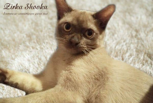 Котенок котик бурма американская Zirka Shovku Baccarat