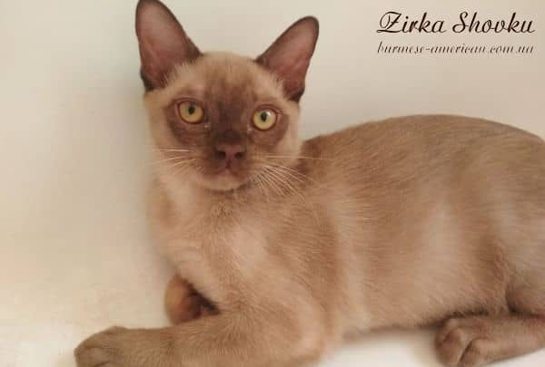 Котенок котик бурма американская Zirka Shovku Badger