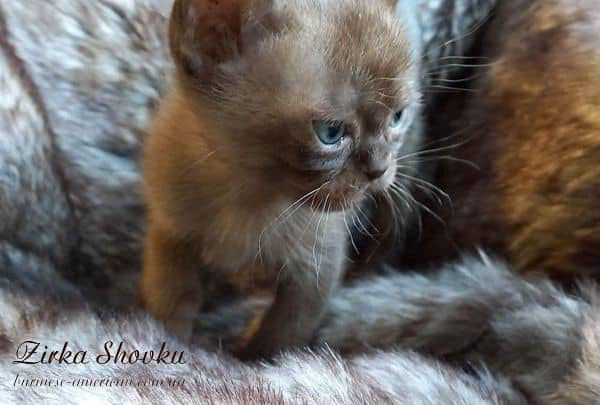 Котенок кошечка бурма американская Zirka Shovku
