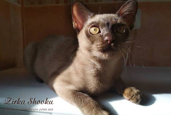 Котенок котик бурма американская Zirka Shovku Banzai