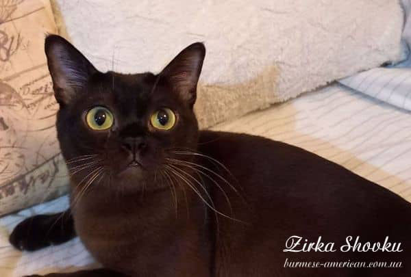 Котенок котик бурма американская Zirka Shovku Baron