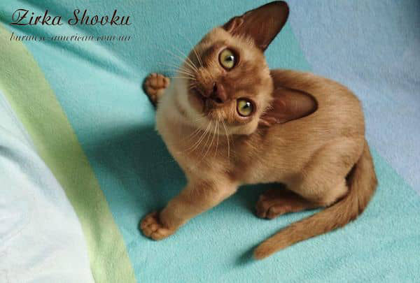 Котенок котик бурма американская Zirka Shovku Bentley