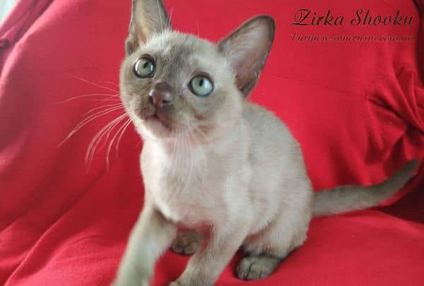 Котенок кошечка бурма американская Zirka Shovku Betti