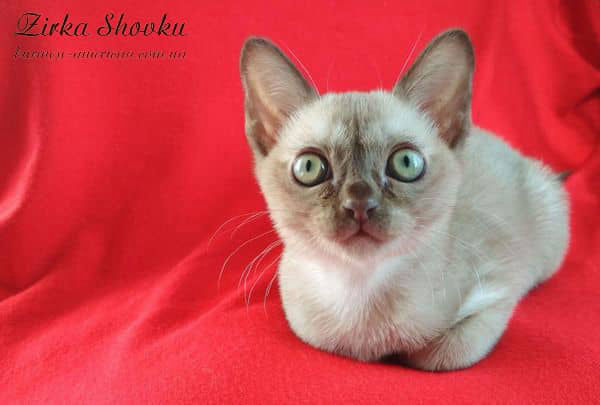 Котенок кошечка бурма американская Zirka Shovku Bridget