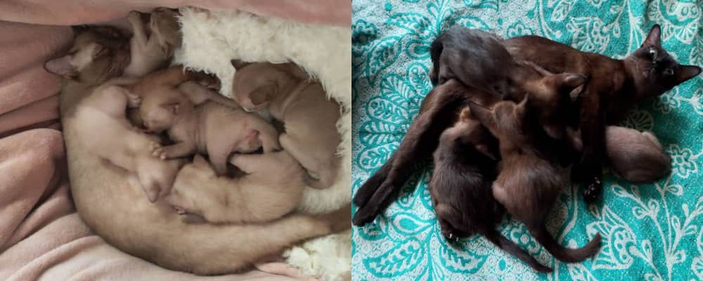 Бурманские котята в Украине