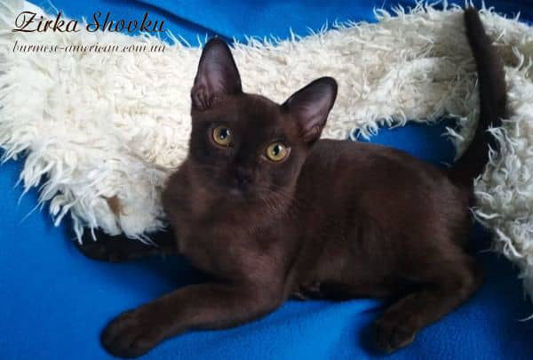 Котенок котик бурма американская Zirka Shovku Cooper