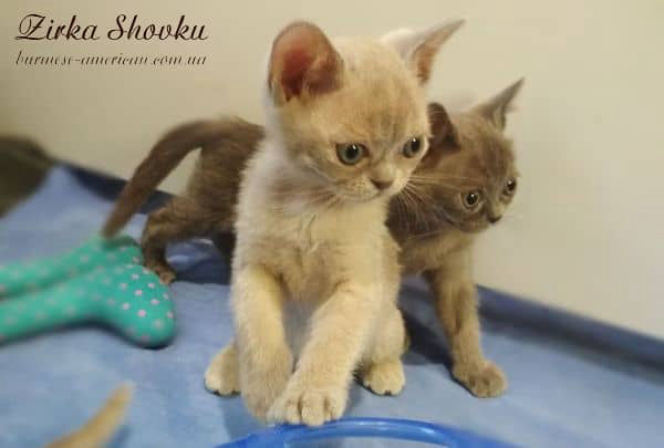 Котенок кошечка бурма американская Zirka Shovku Daffy