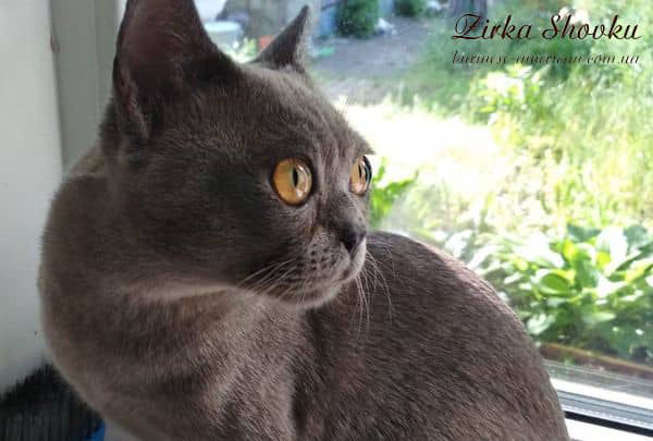 Котенок котик бурма американская Zirka Shovku Davinci