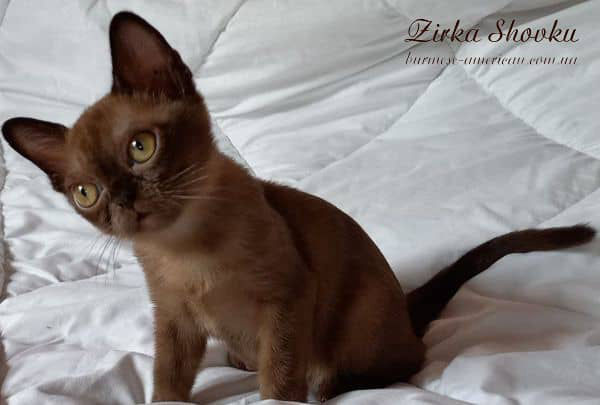 Котенок кошечка бурма американская Zirka Shovku Jeki
