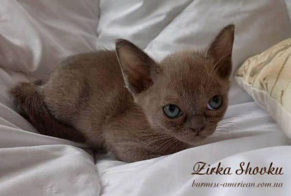 Котенок кошечка бурма американская Zirka Shovku