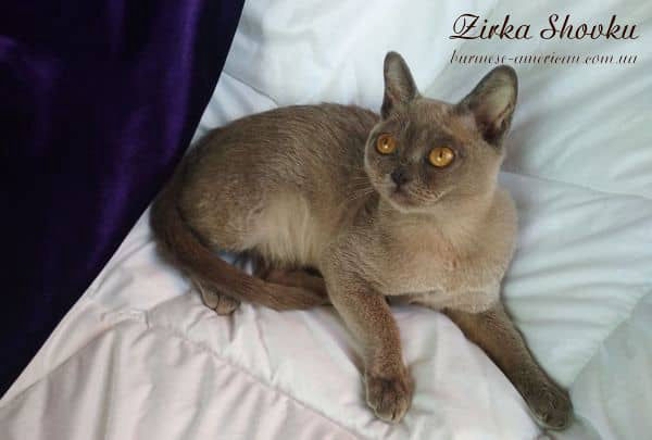Котенок кошечка бурма американская Zirka Shovku Dinara