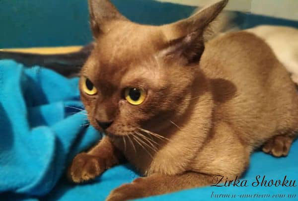 Котенок котик бурма американская Zirka Shovku Edwin