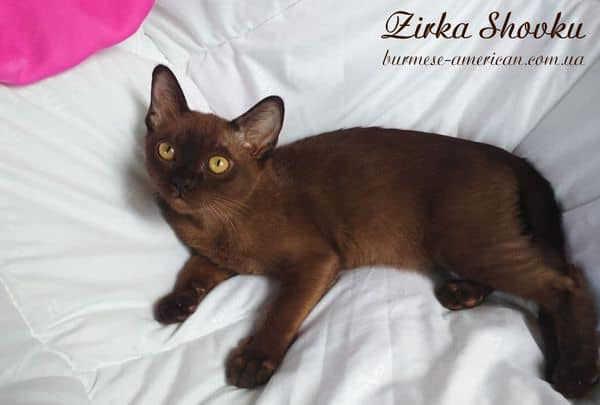 Котенок кошечка бурма американская Zirka Shovku Elis