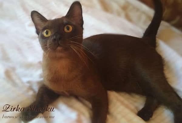 Котенок котик бурма американская Zirka Shovku Elvis