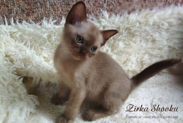 Котенок кошечка бурма американская Zirka Shovku Geisha