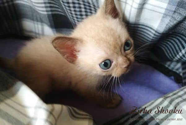 Котенок кошечка бурма американская Zirka Shovku Gloria