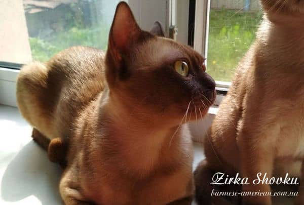 Племенное животное питомника бурмы американской Shaman Silk Grissell