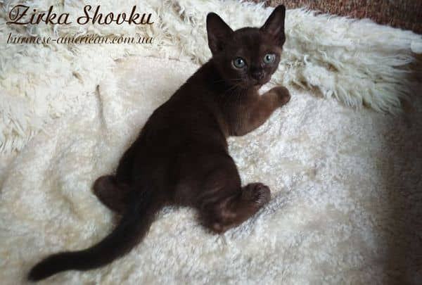 Котенок котик бурма американская Zirka Shovku Gucci