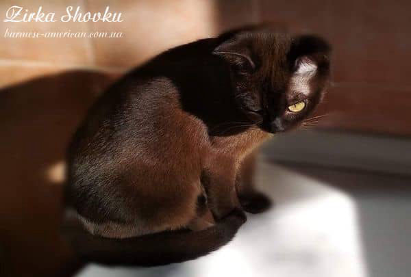 Племенное животное питомника бурмы американской Shaman Silk Hilary