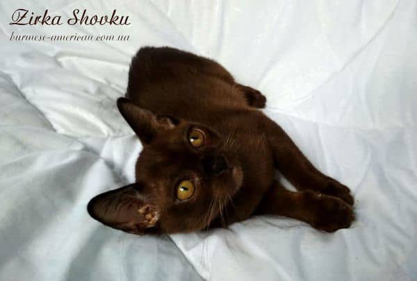 Котенок кошечка бурма американская Zirka Shovku Holly