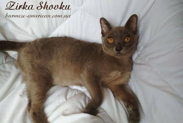 Котенок котик бурма американская Zirka Shovku Ikar