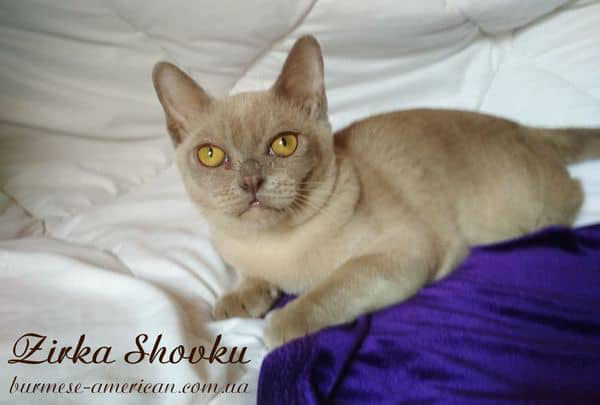 Котенок котик бурма американская Zirka Shovku Ilay