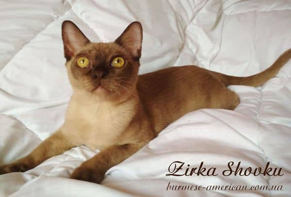 Котенок кошечка бурма американская Zirka Shovku Ingrid