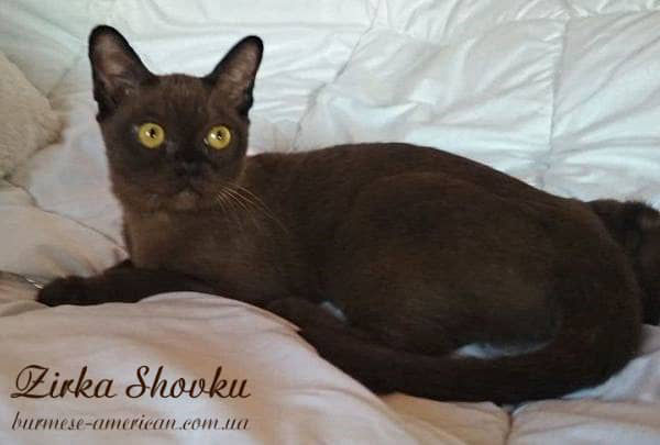 Котенок котик бурма американская Zirka Shovku Isidor