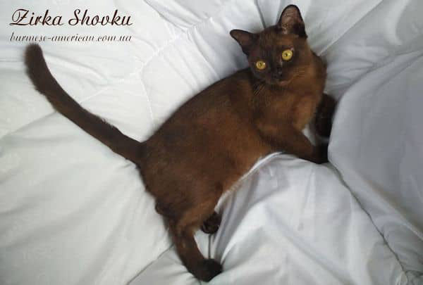 Котенок кошечка бурма американская Zirka Shovku Dgudi