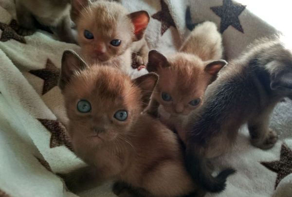Пополнение котят в питомнике американской бурмы