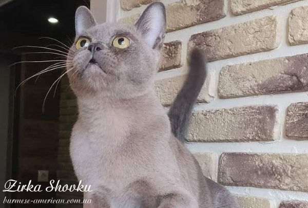 Племенное животное питомника бурмы американской Wildangel Wow Chick