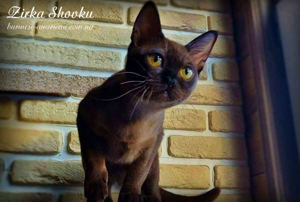 Племенное животное питомника бурмы американской Wildangel Zzzabava